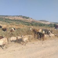 Beit Ula to Jabaa