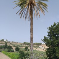 Al Kom to Beit Ula