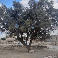 Beit Mirsim to Al Kom