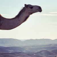 Arab Ar-Rashayida – Abu Ismail Bedouin Tent