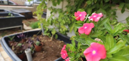 Beit Sahour &ndash; Union des Femmes Arabes