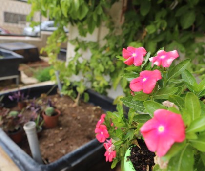 Beit Sahour – Arab Women’s Union